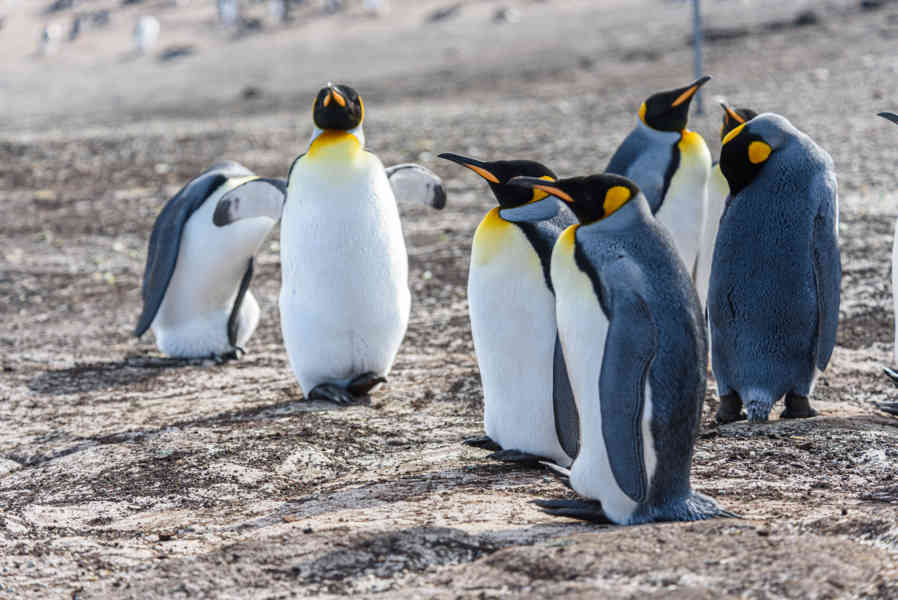 Pingüino Rey - islas Falkland o Malvinas 11.jpg